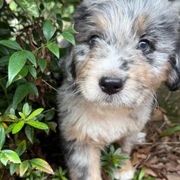 Spider-Man - male Australian Mountain Doodle puppy in Williamston, South Carolina from Sassy Bob’s Dogs