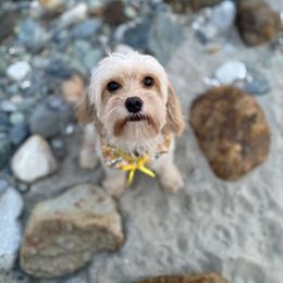 Cavapoos from Daisy’s Cuddly Cavapoo