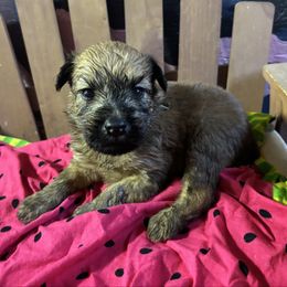 Watermelon - Wheaten female Soft Coated Wheaten Terrier puppy in Gladewater, Texas from Felicias Swheaties