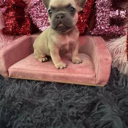 French Bulldog Puppies from The Frenchie Lady Co.