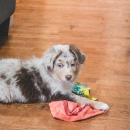 Miniature Australian Shepherd Puppies from The Kelley Crew