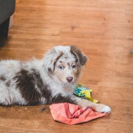Miniature Australian Shepherd Puppies from The Kelley Crew