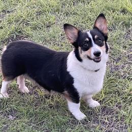 Roxy - Pembroke Welsh Corgi