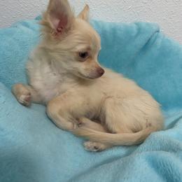 Luna (price: 6500) - Cream female Chihuahua puppy in Hillsboro, Texas from Pikanoo Pups