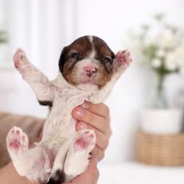 Coconut - Tri-color female Cavapoo puppy in Virginia Beach, Virginia from Son Kissed Puppy Co
