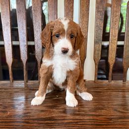 Applejack, Orange - Red  female Goldendoodle puppy in Fresno, California from CaliDoodles