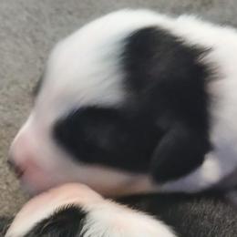 Boy 1 - Black tri-color male Australian Shepherd puppy in Charlotte, North Carolina from Tranquility Trail Aussies