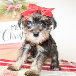 Liz - Salt and pepper female Miniature Schnauzer puppy in Antlers, Oklahoma from Rocking H