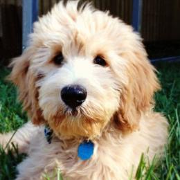Bernedoodles and Goldendoodles from Elite Goldendoodles and Bernedoodles