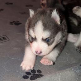 Kosta - Blue male Pomsky puppy in Hurleyville, New York from My Crazy Pomskys