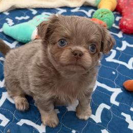 Astro - Chocolate blue male Chihuahua puppy in Newport Beach, California from Exotic City Pomeranians and chihuahuas