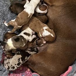 Dachshund Puppies from Witchy Woman’s Wiener’s
