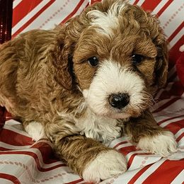 Jessie - Parti female Goldendoodle puppy in Peoria,  Az, Arizona from Not Just "Golden" Doodles