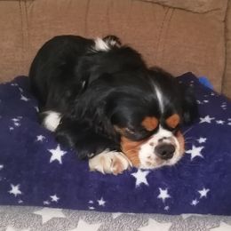 Dove - Cavalier King Charles Spaniel