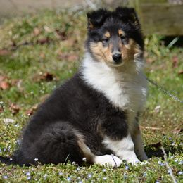 Collie Puppies from 'Twas Collies
