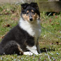 Collie Puppies from 'Twas Collies