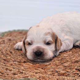 Poppy- Female - Red roan female Cockapoo puppy in Connersville, Indiana from Dessie's Doodles