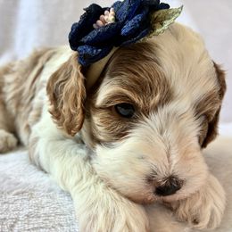 Stitch - Blenheim female Cavapoo puppy in Adrian, Oregon from ApplebyFarm