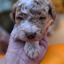 Sunny - Apricot male Goldendoodle puppy in Decatur, Tennessee from Diamond's Doodles