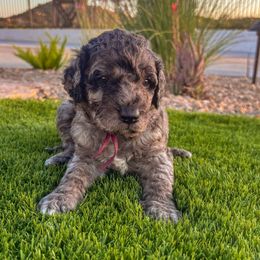 Revere - male Newfypoo puppy in California from Diaz Family Acres Doodles