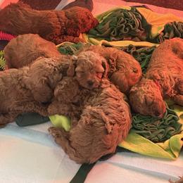 Cavapoo Puppies from Teddy Bear Doodles