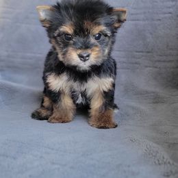 Poppy - Black and gold female Yorkshire Terrier puppy in Middleton, Idaho from Rocky Mountain Yorkies
