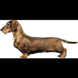 Myra - Dachshund