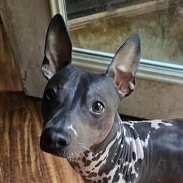 Balder - American Hairless Terrier