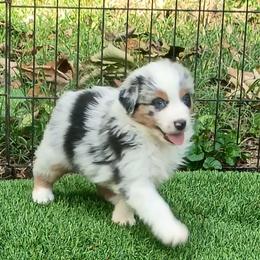 Shine On Me aka Shiner - Blue merle female Australian Shepherd puppy in Sparta, Tennessee from SugarWood Australian Shepherds
