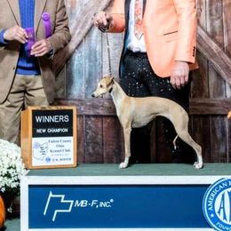 Goldie Ticket - Italian Greyhound
