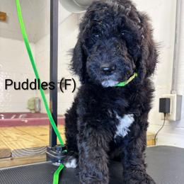Puddles - Black female Goldendoodle puppy in Water Valley, Mississippi from Olympian Doodles