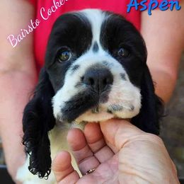 Aspen - Black and white male Cocker Spaniel puppy in Springfield, Missouri from Galaxy Cockers