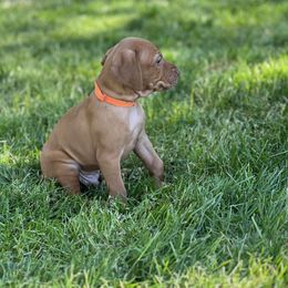 Vizsla Puppies from Coast Range Vizslas