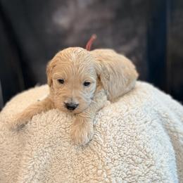 Spider Man - Cream male Goldendoodle puppy in Houston, Texas from Were The Mack'Doodles