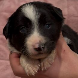 Sallie Ann - Black and white female Border Collie puppy in North Lakeport, California from Wild Rose Ranch