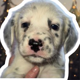 Donner - White and black male Dalmatian puppy in Bremen, Georgia from Clark’s Dalmatians