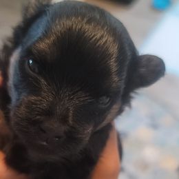 Boy 2 - male Yorkipoo puppy in Omega, Georgia from Aqua Pups