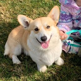 Virgil - Pembroke Welsh Corgi