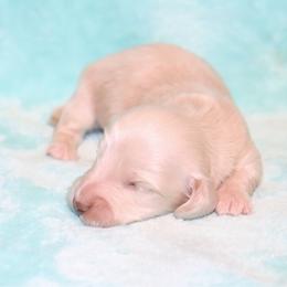 Milo 4500 - Cream male Dachshund puppy in Coldwater, Mississippi from Mississippi Shorties Miniature Dachshunds