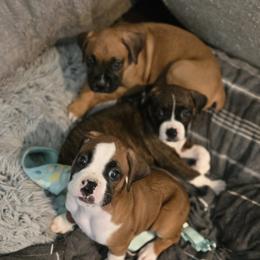 Boxer Puppies from Fleming Pups