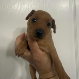 Michelangelo - Red male Miniature Pinscher puppy in Albuquerque, New Mexico from Legacy Danes