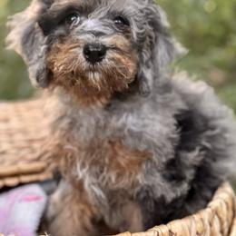 Luma - Blue merle female Bernedoodle puppy in Vacaville, California from Starlight Goldendoodles
