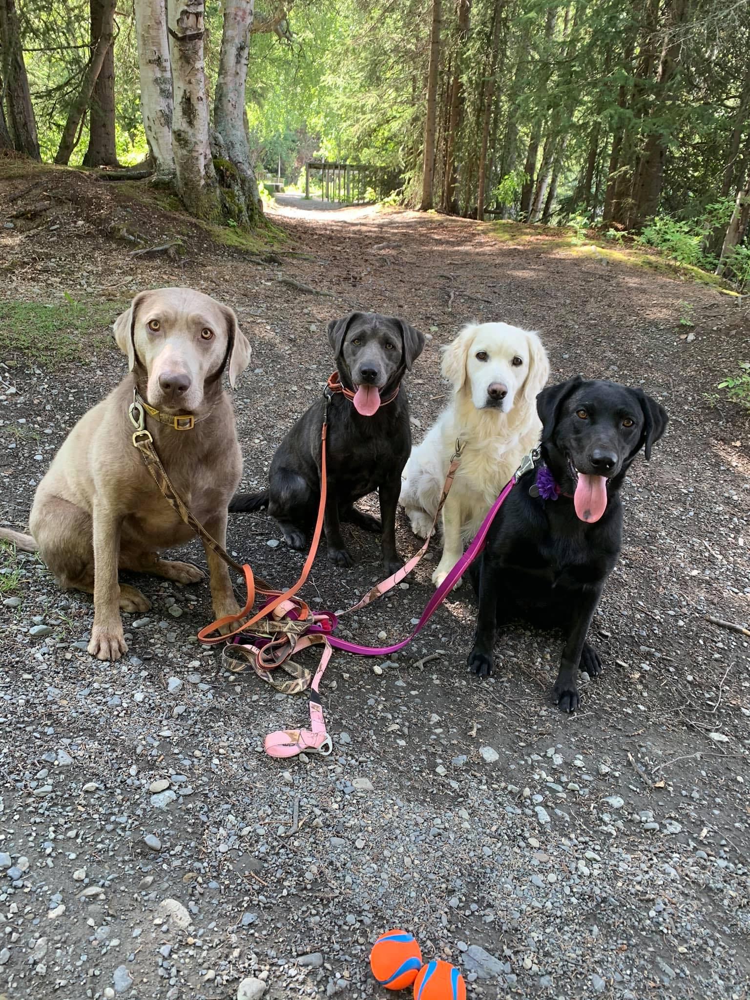 Ak Fetchin Labs in Alaska Dilute Retriever puppies Good Dog