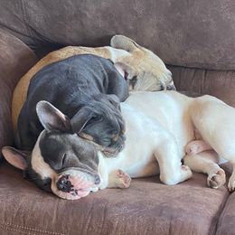 French Bulldogs from Granny B’s