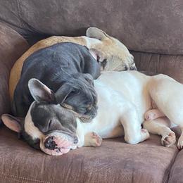 French Bulldogs from Granny B’s