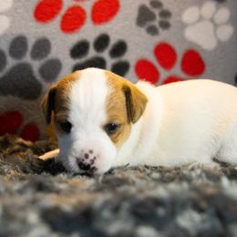 Russell Terrier Puppies from Diamond D Jacks