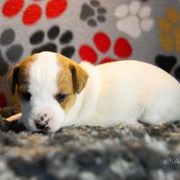 Russell Terrier Puppies from Diamond D Jacks