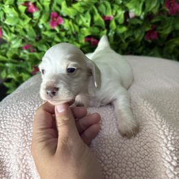 Sally - Cream female Dachshund puppy in Dawson, Alabama from Bells Dashing Dachshunds