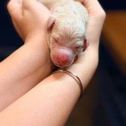 Rosalie - Cream female Goldendoodle puppy in Macclenny, Florida from Baker County Goldendoodles
