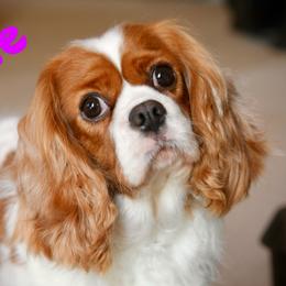 Susie - Cavalier King Charles Spaniel